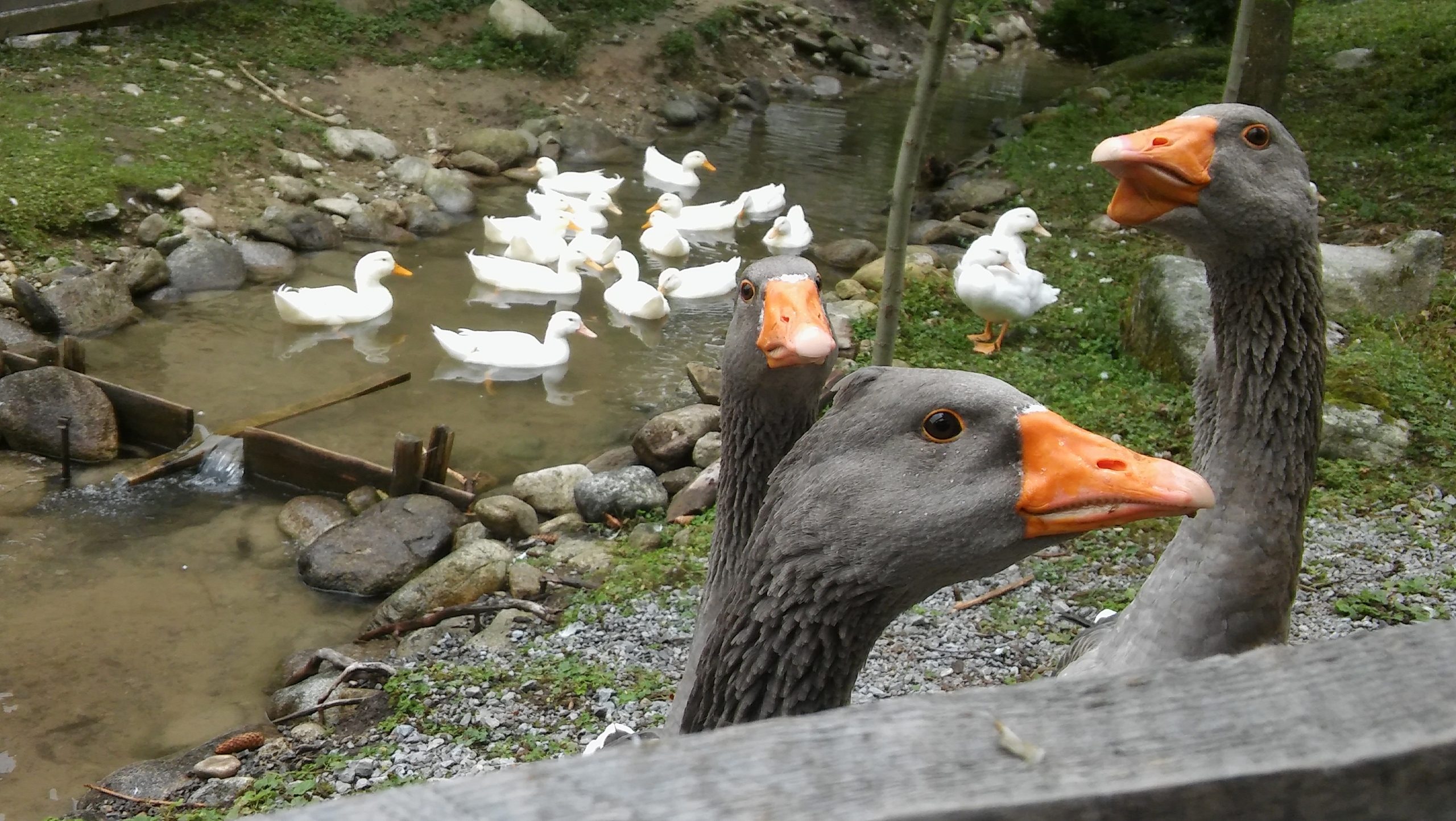 Orava